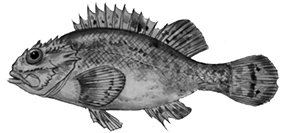 Scorpaena maderensis_claves.jpg